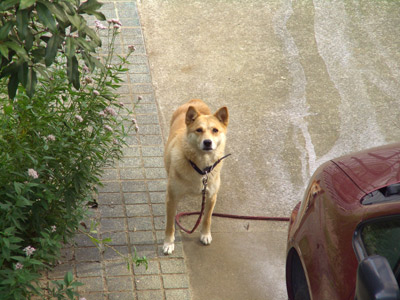 UAĂĂII
